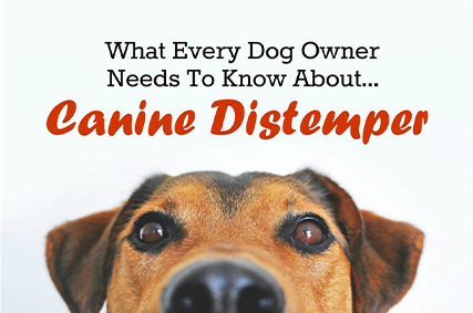 What Every Dog Owner Needs To Know About……Canine Distempers