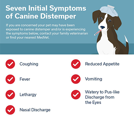 What Every Dog Owner Needs To Know About……Canine Distempers