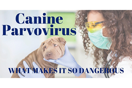 Canine Parvovirus---What Makes It So Dangerous?