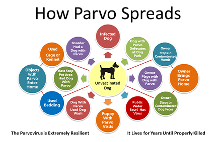 Canine Parvovirus---What Makes It So Dangerous?