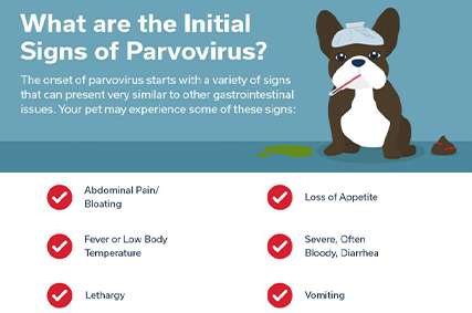 Canine Parvovirus---What Makes It So Dangerous?