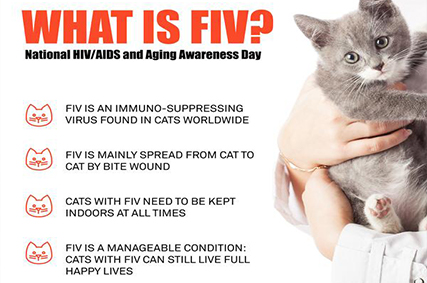 What Every Cat Owner Should Know About FIV And FELV