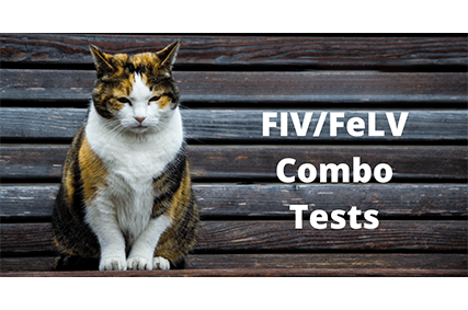 What Every Cat Owner Should Know About FIV And FELV