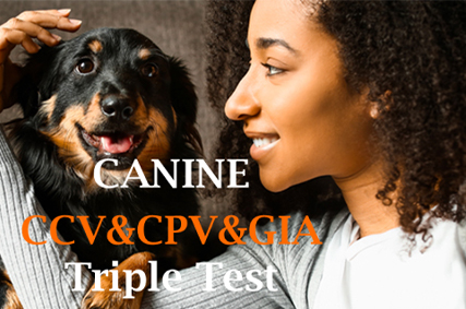 Canine CCV CPV Gia Triple Test for Veterinary Diagnosis