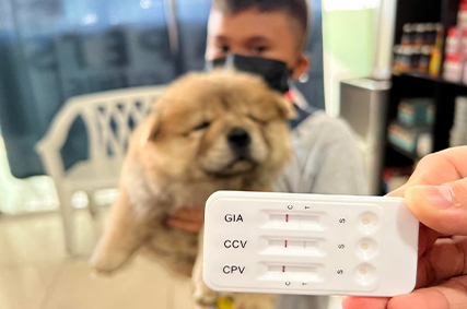 Canine CCV CPV Gia Triple Test for Veterinary Diagnosis