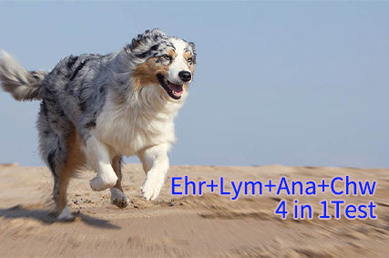 Ehrlichia Lyme Anaplasma Heartworm Combo Rapid Diagnostic Test 4 in 1