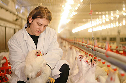 Poultry AIV NDV Test