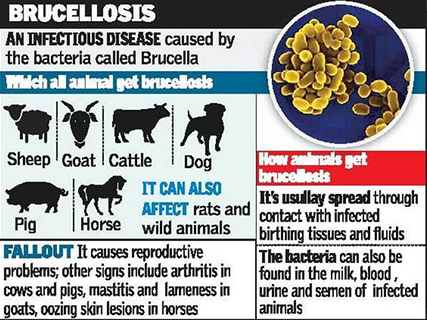 Diagnosis of Brucellosis in Pets