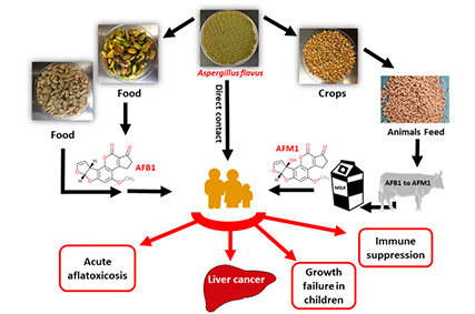 Rapid Aflatoxin Detection-Food Safety Technology