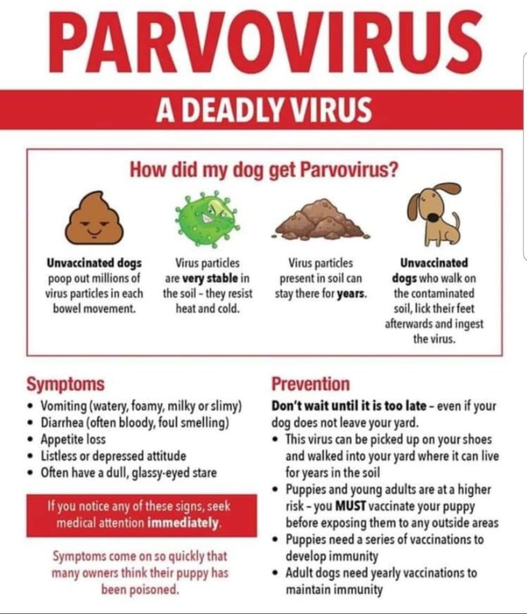 The Cause and Symptoms of Parvo in a Dog