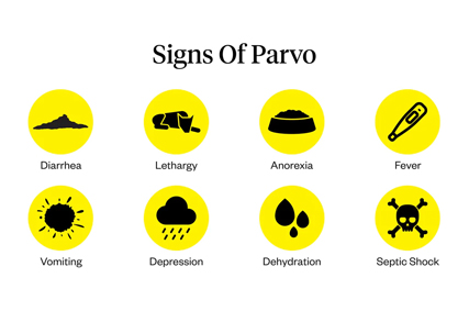 The Cause and Symptoms of Parvo in a Dog