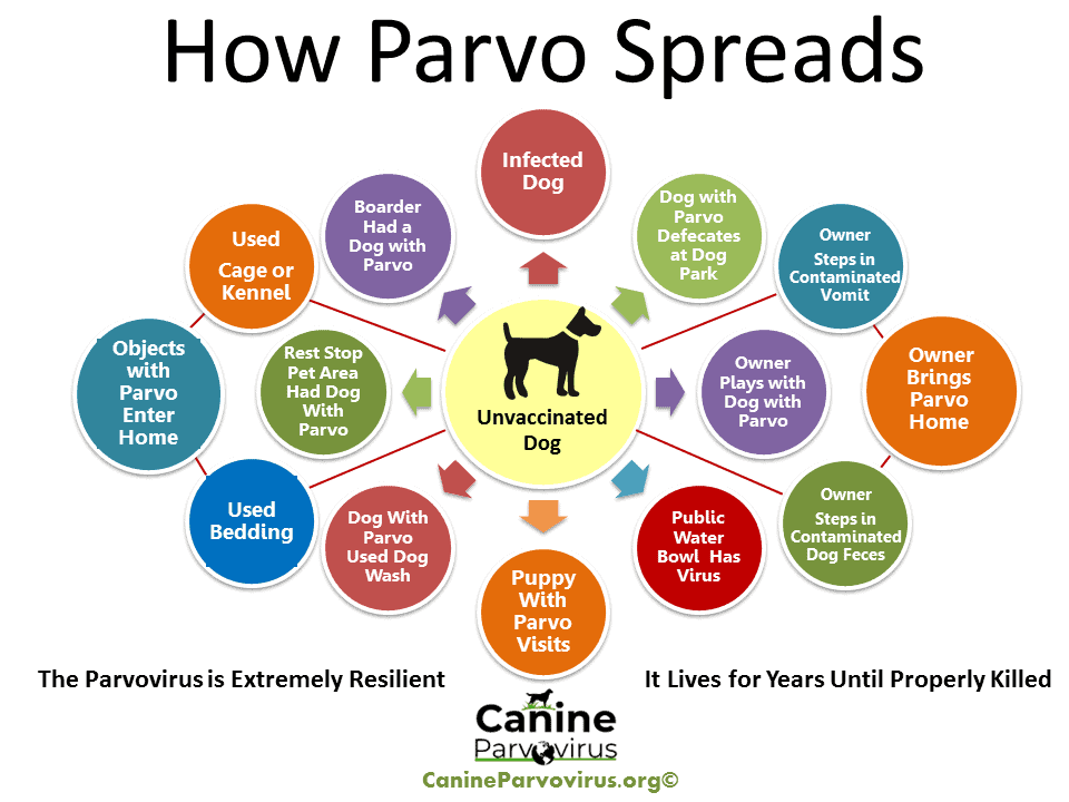 The Cause and Symptoms of Parvo in a Dog