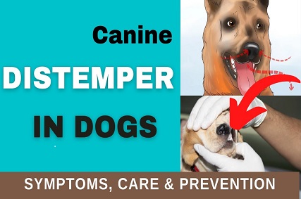 The Cause and Symptoms of Distemper in a Dog