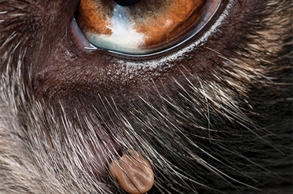 Lyme Disease in Dogs Lyme Disease in Dogs