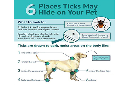 Lyme Disease in Dogs