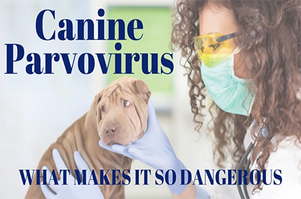 Canine Parvovirus---What Makes It So Dangerous ?