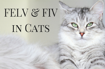 What Every Cat Owner Should Know About FIV And FELV