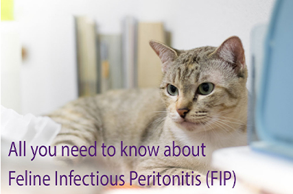 Feline Infectious Peritonitis (FIP) in Cats