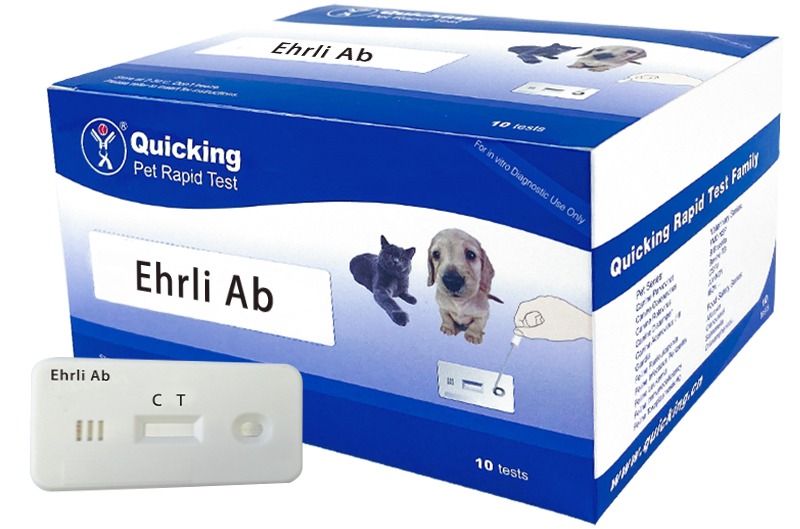 E.canis Ab Rapid Test（W81132）