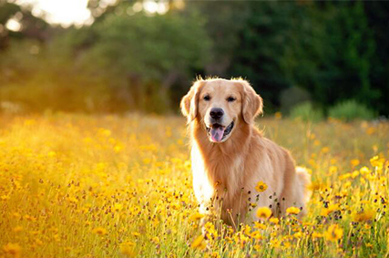 Lyme Disease in Dogs